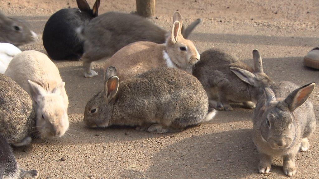 2023年の干支は卯！うさぎ年にちなんで福岡のうさぎスポットを調べてみた！ 