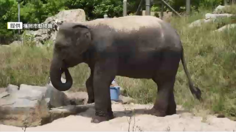 福岡市動物園で急死のゾウ　解剖で死因の特定に至らず　ゾウヘルペスウイルスに顕著な出血傾向を確認　大学に詳しい検査を依頼